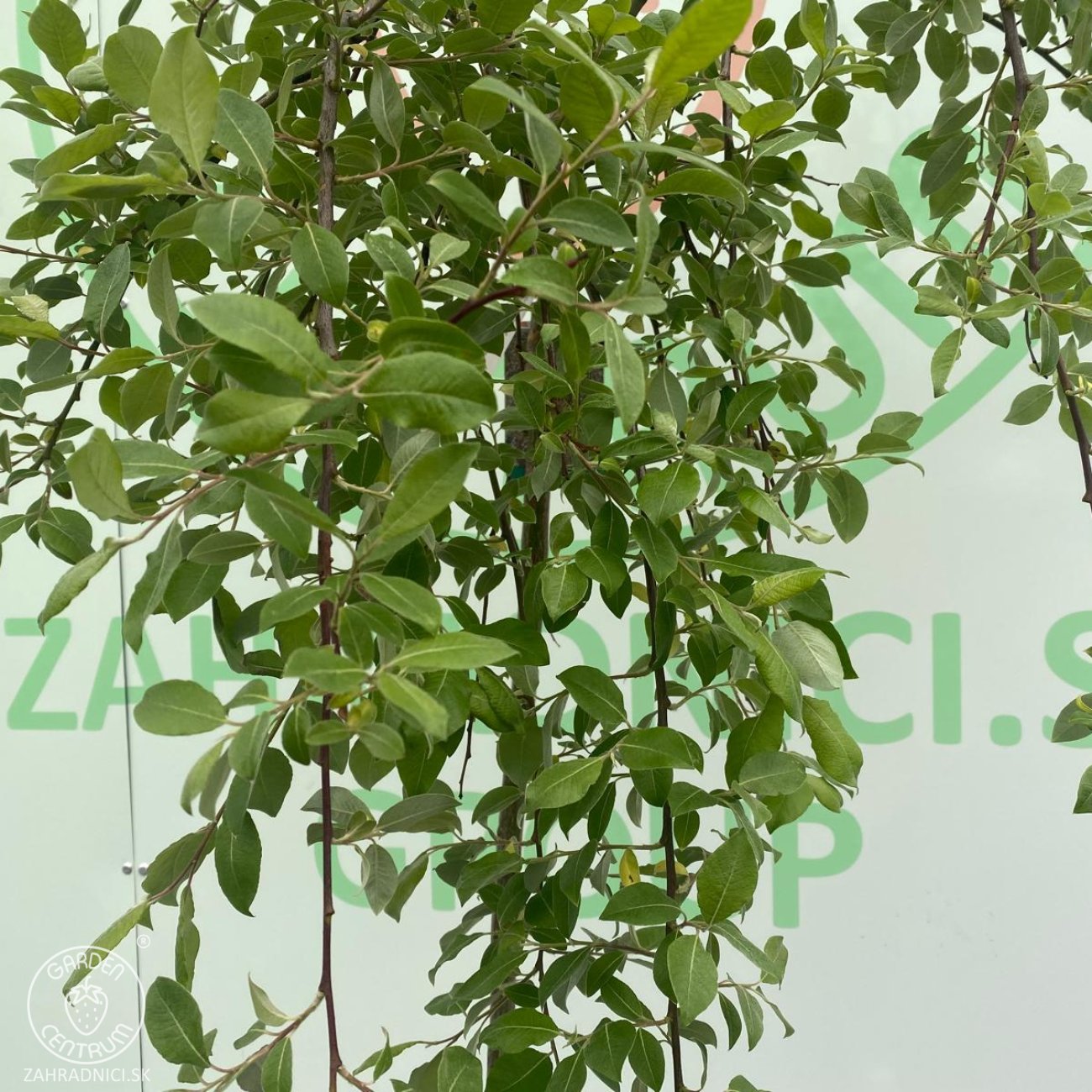 Obrázok Vŕba rakytová (Salix caprea) ´KILMARNOCK´ - výška 170-180 cm, kont. C3L - NA KMIENKU